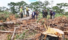 Rừng thông bị tàn phá