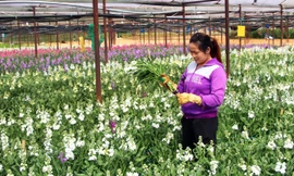 Hoa phi yến có tới 10 màu