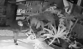 Kẻ trộm bứng cây hồng cổ trong sân nhà bà Phương -ảnh chụp từ màn hình