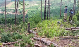Hàng chục cây thông ở xã Liên Hiệp, Đức Trọng bị cưa hạ