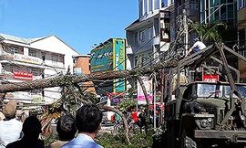 Cây thông ngã đổ vắt ngang đường Bùi Thị Xuân