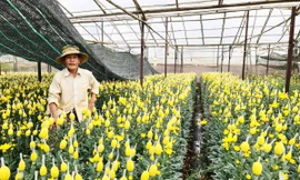 Giá cúc lưới nhích lên.