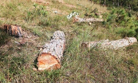 Thông bị cưa hạ, cắt khúc