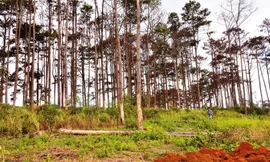Rừng thông bị đầu độc chết khô