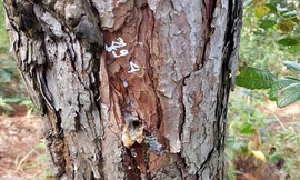 Khoan lổ đổ hóa chất đầu độc cây thông