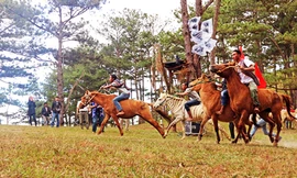 Cỏ hồng dưới tán rùng thông