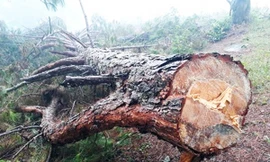 Cây thông cổ thụ bị cưa hạ