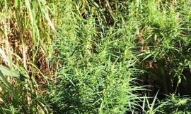 Cây cần sa trồng trong vườn của gia đình bà Hà