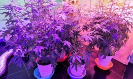 Cần sa phát triển trong môi trường có hệ thống chiếu sáng nhiều màu sắc
