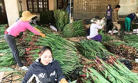 Rộn ràng cảnh đóng gói hoa lay ơn