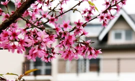 Mai anh đào bừng nở