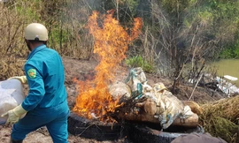 Tiêu hủy lợn chết bằng phương pháp đốt