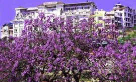 Cây phượng tím lâu năm nhất ở Đà Lạt