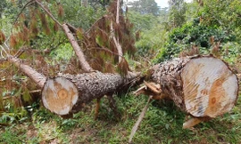 Cây bị lâm tặc cưa hạ, nằm xếp lớp