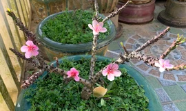 Đào thất thốn đặc hữu, chính hiệu của Đà Lạt