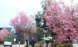 Rực rỡ sắc xuân, tiễn biệt mùa đông - ảnh Võ Trang