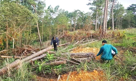 Rừng thông bị cưa hạ ngổn ngang