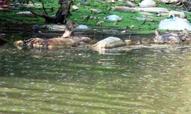 Xác lợn chết bệnh bị vứt xuống suối