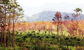 Cánh rừng bị đầu độc chết trắng