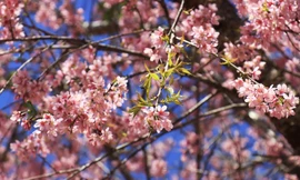 Thắm sắc Mai anh đào