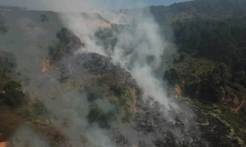 Dấm chay lan rộng ở bãi rác với diện tích lên tới vài héc ta