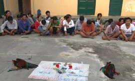 Đang bị truy nã vẫn cùng băng nhóm đi đá gà