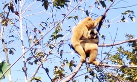 vượn đen má hung bị sát hại