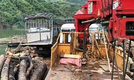 Hiện trường vụ bốc gỗ lậu