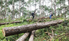 Rừng thông 30 năm tuổi bị cưa hạ ngổn ngang