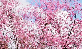 Hoa nở rục rỡ như những đám mây hồng