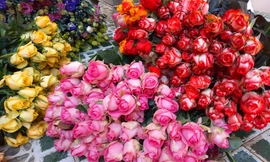 Hoa giống mới được ưa chuộng