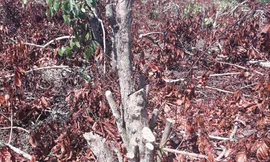 Vườn cà phê của gia đình ông Tiến bị cưa hạ nằm la liệt