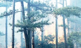 Đám cháy lan rộng trong rừng thông