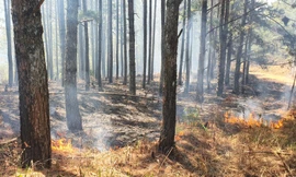 Cháy thực bì rừng thông, trong khi mức cảnh báo nguy cơ cháy rừng đang ở cấp 5 