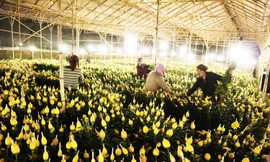 Thu hoạch hoa cúc giữa đêm khuya để kịp vạn chuyển về xuôi.