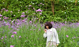 Cánh đồng hoa tím vừa xuất hiện ở Đà Lạt