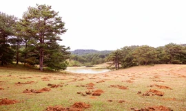 Đồi cỏ hồng ven hồ Suối Vàng bị đào xới nham nhở