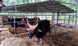 Bò tót lai gầy trơ xương vì thiếu thức ăn