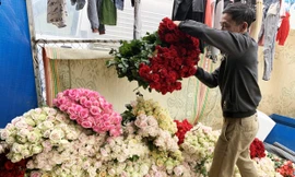 Hoa hồng đẹp nức tiếng Đà Lạt bị đốt, đổ bỏ khắp nơi
