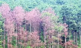 Rừng thông bị đầu độc chết đừng