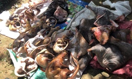 Thịt thú hoang dã cất giấu trong tủ cấp đông