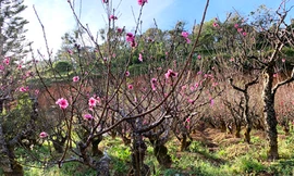 Thung lũng hoa đào Mười Lời