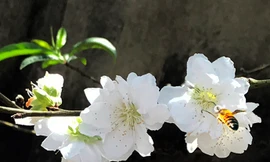 Hương thơm của đào tuyết thu hút ong bướm