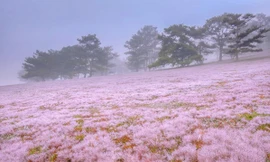 Đường đua trekking tuyện đẹp trên cao nguyên.