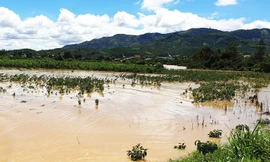 Lũ lớn vừa xảy ra ở Bảo Lộc làm hàng chục tấn cá trong các hồ cá tràn ra mương nước, sông suối