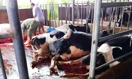 Bò chết la liệt