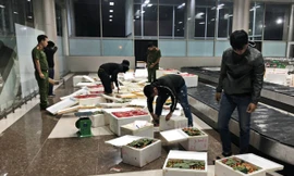 Hàng trăm thùng dâu tây "bay" từ Hà Nội đến Sân bay Liên Khương