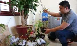 Thu giữ lan đột biến từ các vụ trộm.