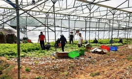 Nhiều nông dân ở Đà Lạt ngậm ngùi đổ bỏ rau do đứt chuỗi liên kết 