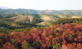 Cả cánh rừng vàng úa, chết trắng do bị đầu độc